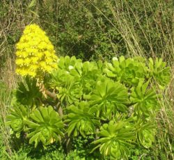 Aeonium-arboreum-domaine-du-rayol