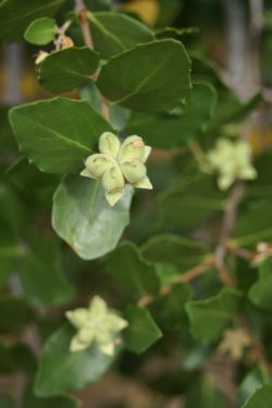 Quillaja-saponaria-bouton-domaine-du-rayol