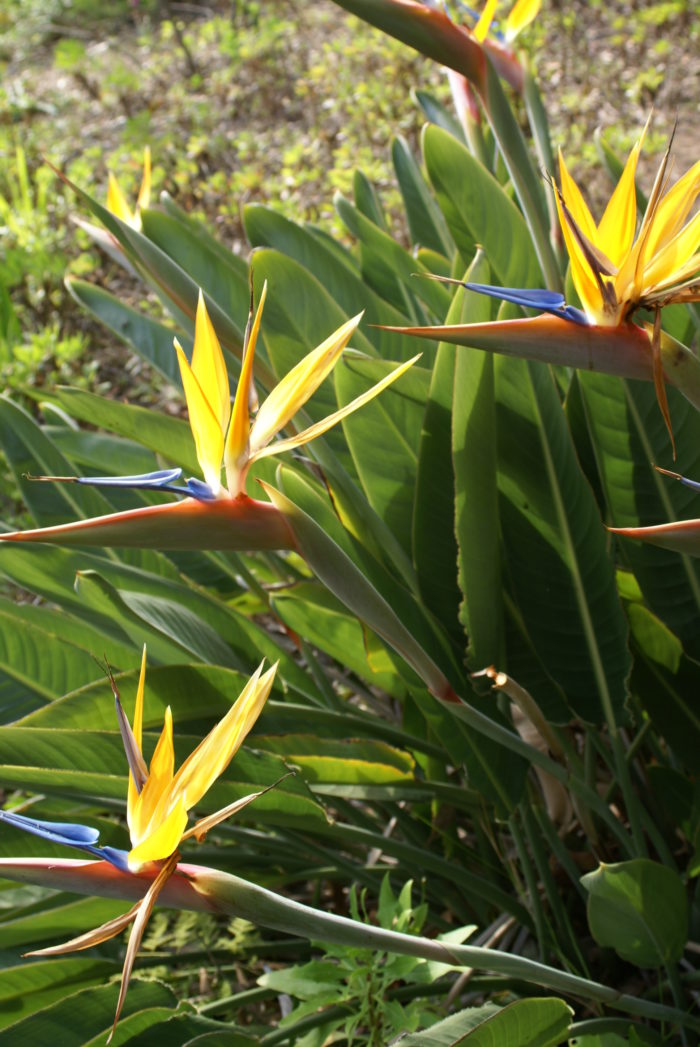 Strelizia-reginae-fleur-domaine-du-rayol