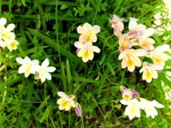 freesia-plante-du-mois-domaine-du-rayol