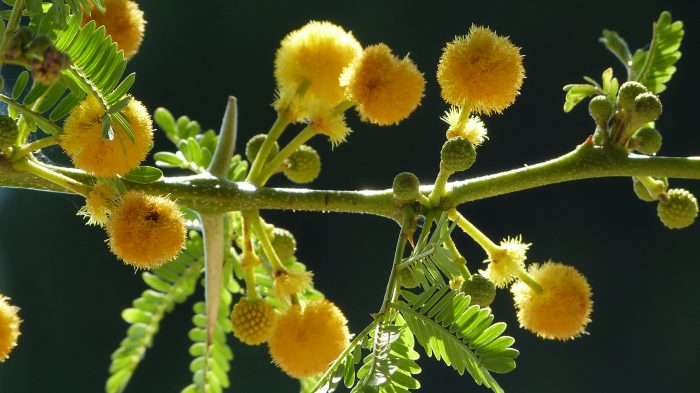 Acacia karroo domaine du rayol