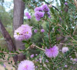 Melaleuca nesophila