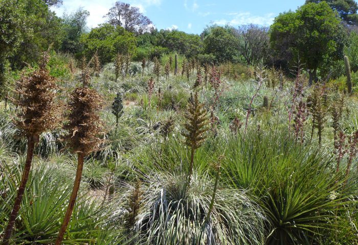 lande à PUYA Domaine du Rayol