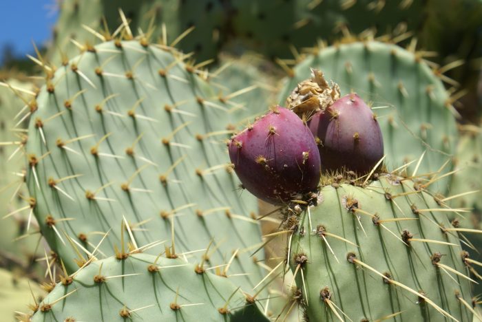 opuntia_sp-port-fruit-domaine-du-rayol