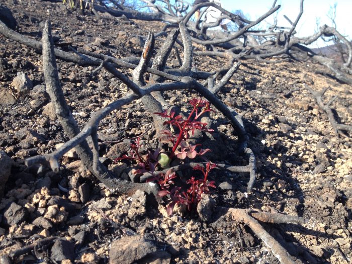 Pistachier lentisque au Cap Taillat après l'incendie