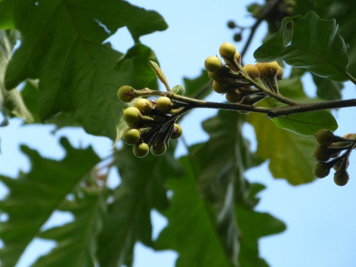 Solanum chrysotrichum - fruits