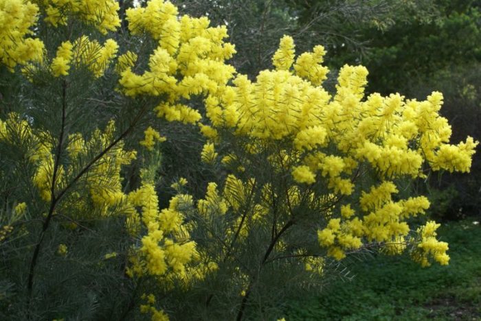 Acacia bormanii