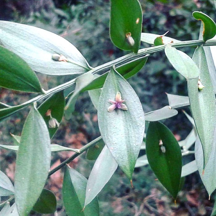 Ruscus aculeatus