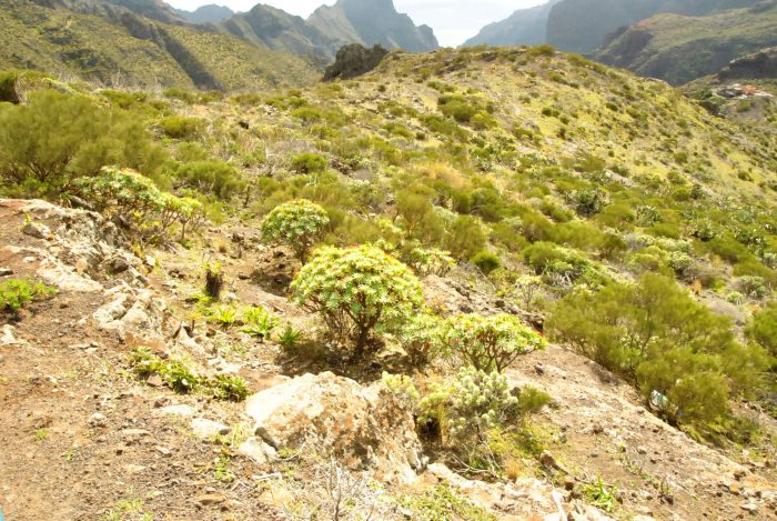 L’Euphorbia atropurpurea à Tenerife, son lieu d'origine 