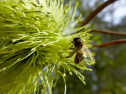 Actualité au Jardin