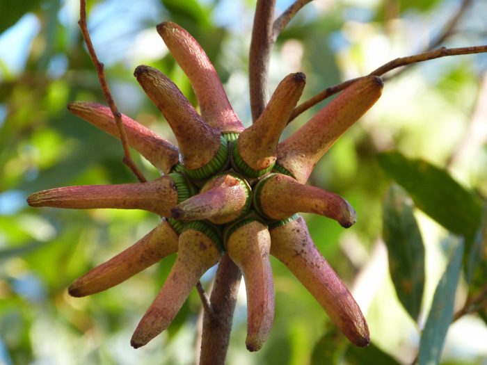 La fleur de l'Eucalyptus lehmanii, prête à éclore
