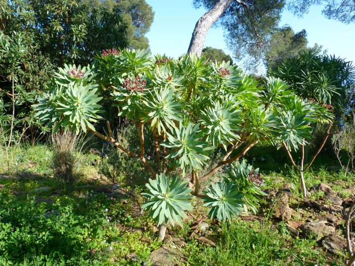 L’Euphorbia atropurpurea dans le jardin des Canaries du Domaine du Rayol