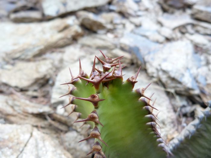 Zoom sur les épines de l’Euphorbia canariensis