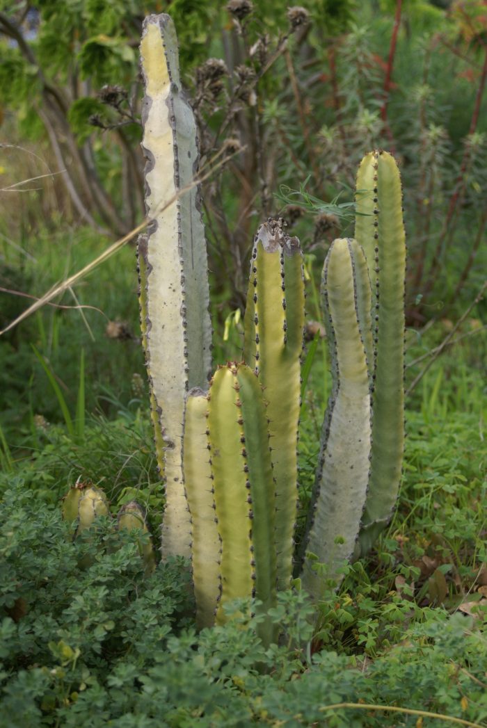 L’Euphorbia canariensis, à ne pas confondre avec un cactus ! 
