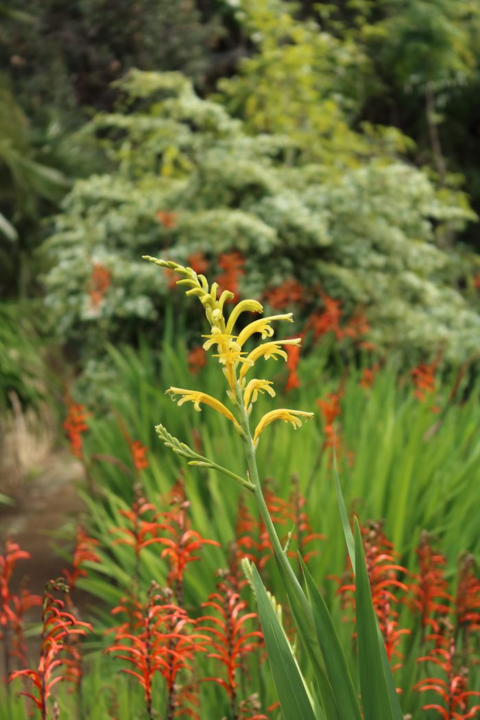 Chasmanthes, jardin d'Afrique du Sud