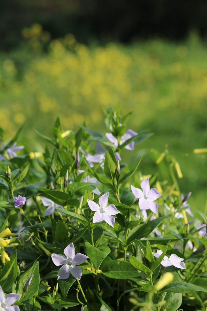 Vinca sp.