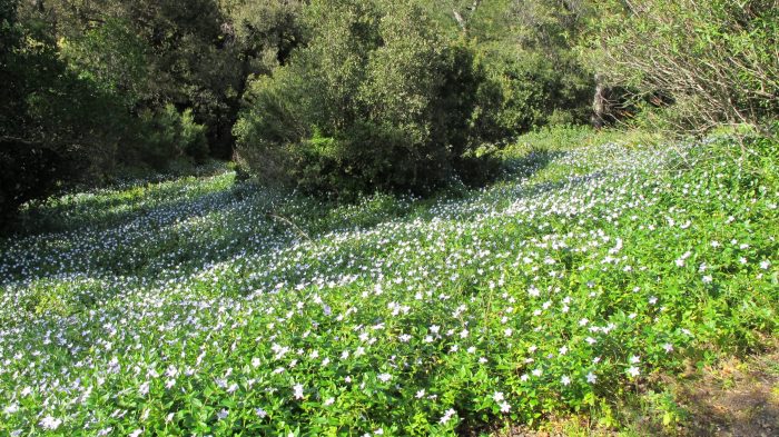 Les pervenches peuvent former un fabuleux couvre-sol comme ici face au jardin du Chili