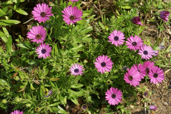 Les Dimophoteca eklonis sont aussi en fleur