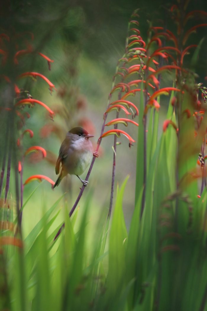 Fauvette à tête noire dans les chasmanthes du Jardin d’Afrique du Sud