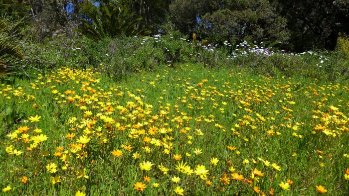 Une évocation du désert du Namaqualand avec les Dimorphotheca